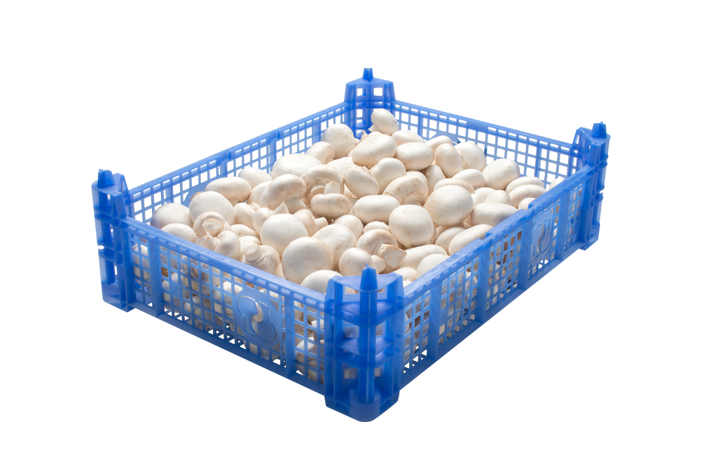 CAISSE CHAMPIGNON
