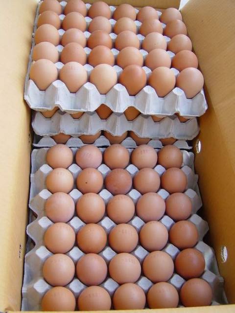 carton-oeufs