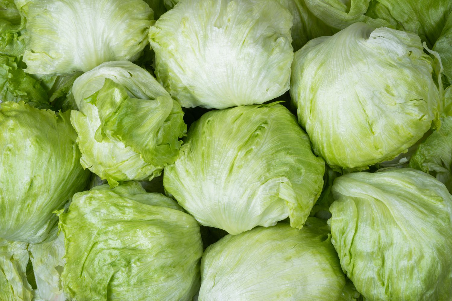 SALADE ICEBERG