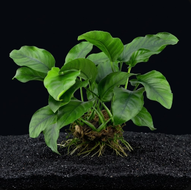 anubias barteri striped aquabiozone
