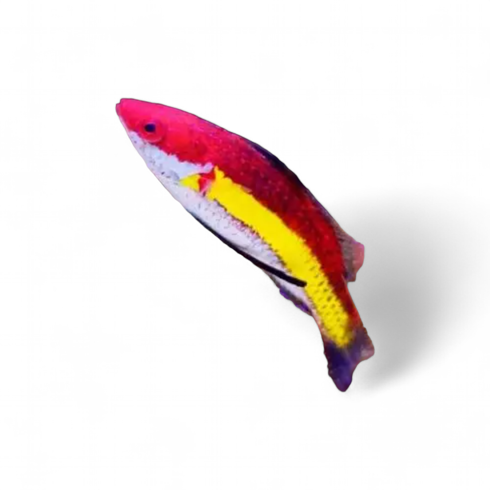 capture-d-ecran-2024-10-21-073215
