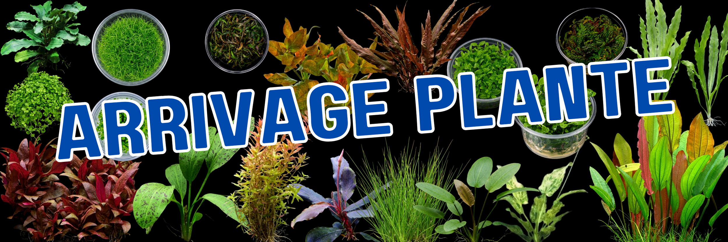 arrivage plante 900 x 300 px