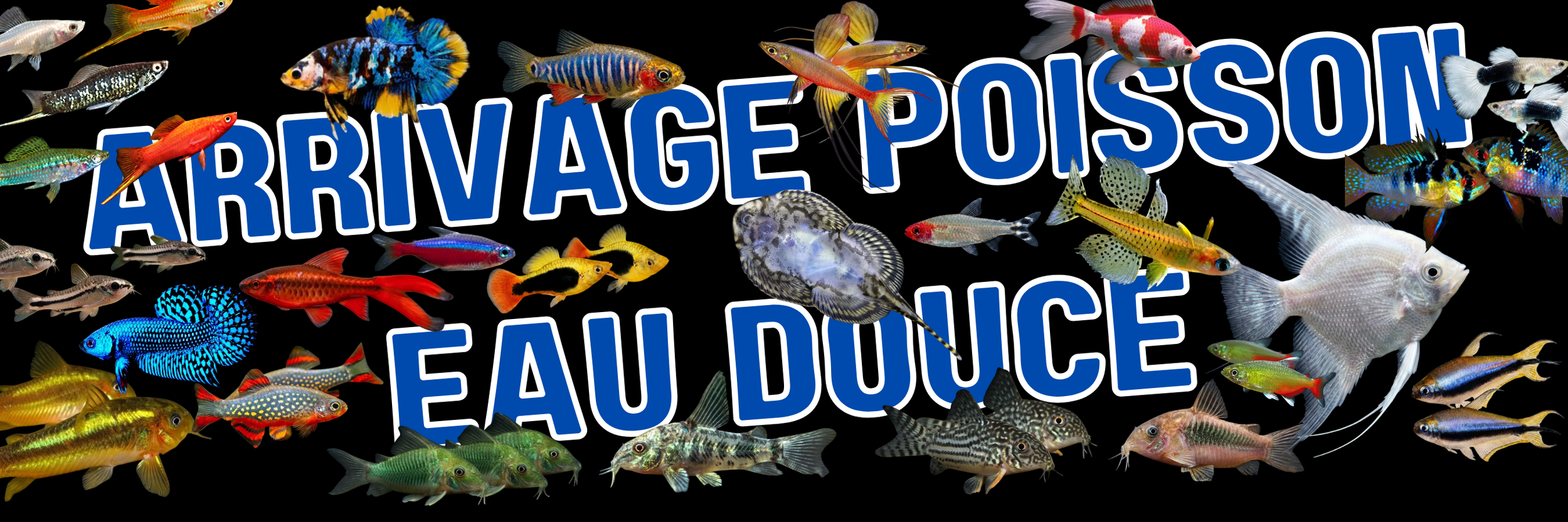 ouverte 900 x 300 px 4