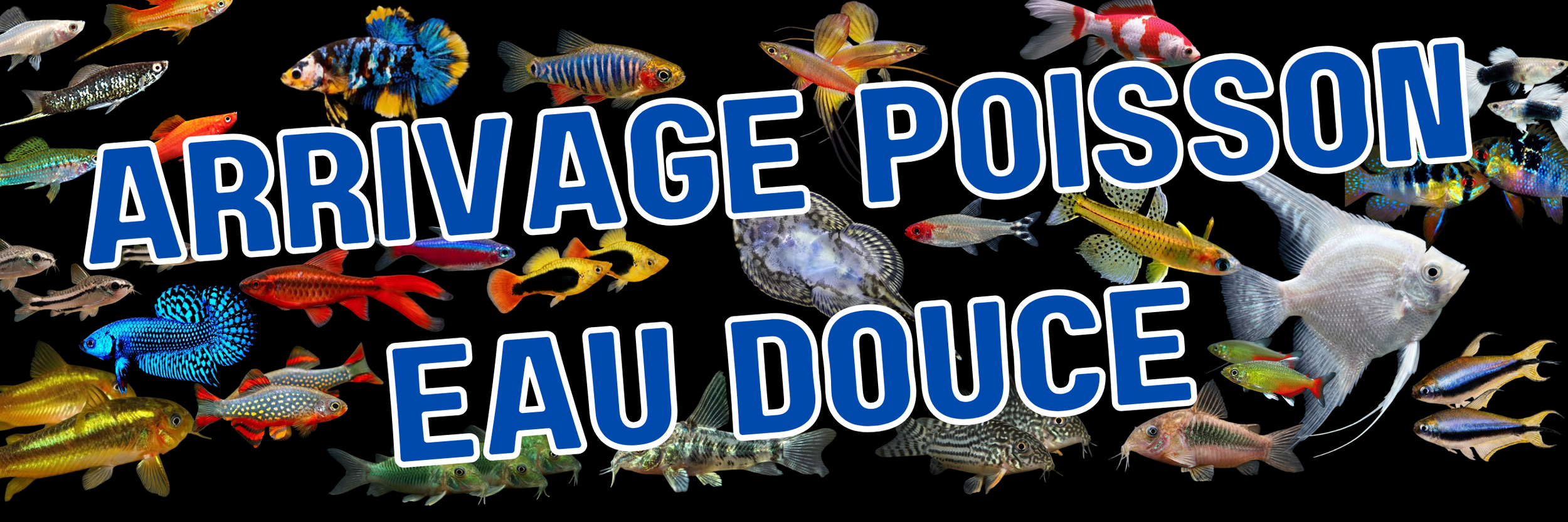 ouverte 900 x 300 px 4