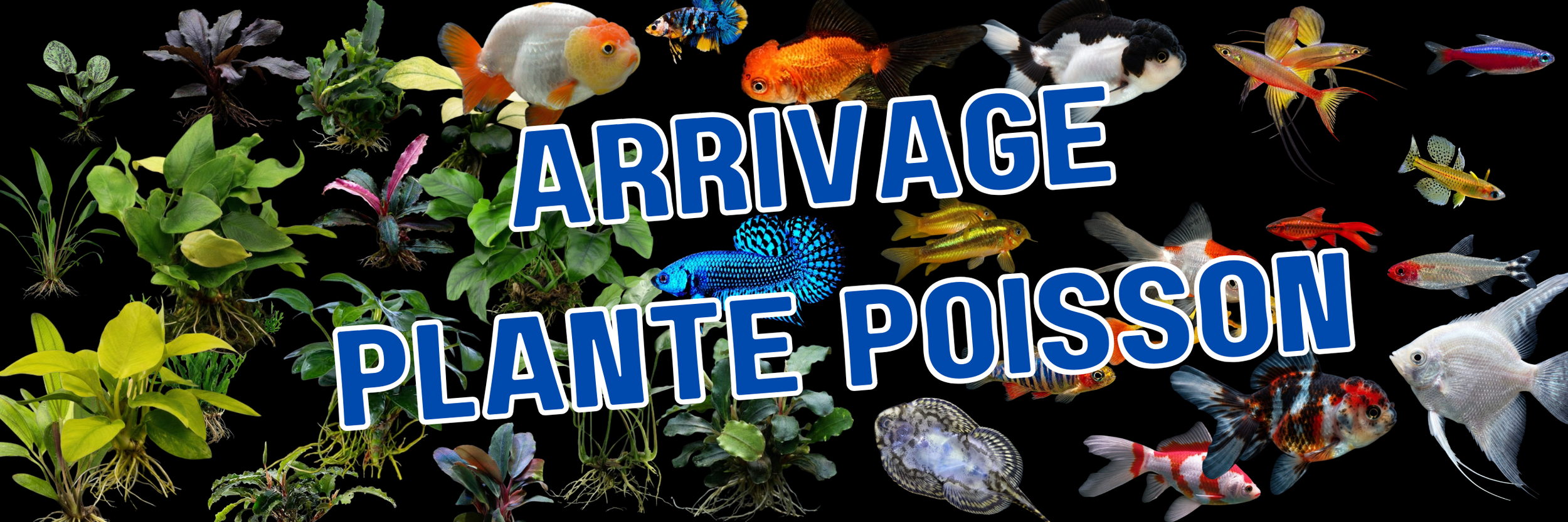 ouverte 900 x 300 px 5
