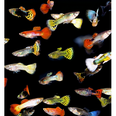 guppy mix