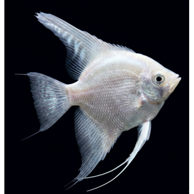 scalaire pla