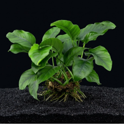anubias barteri striped aquabiozone