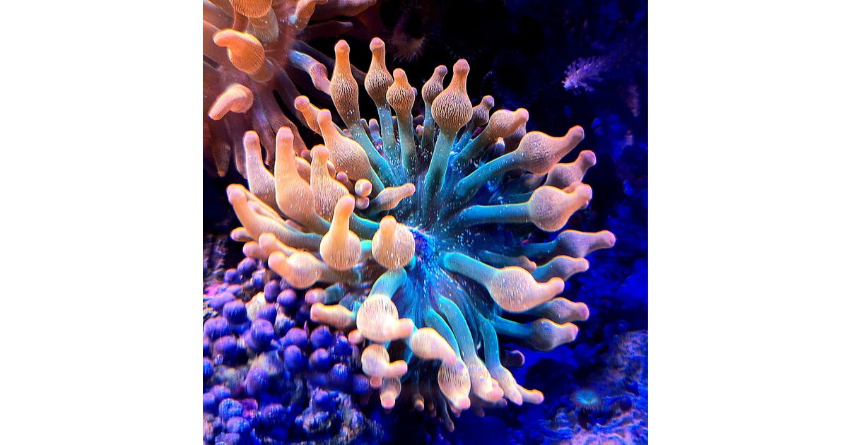 Anémone Anémone entacmea Quadricolor - Une explosion de couleurs pour ...