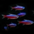 image (1)