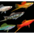 Gemini_Generated_Image_kgtuvekgtuvekgtu