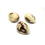 Tagua marbre ivoire