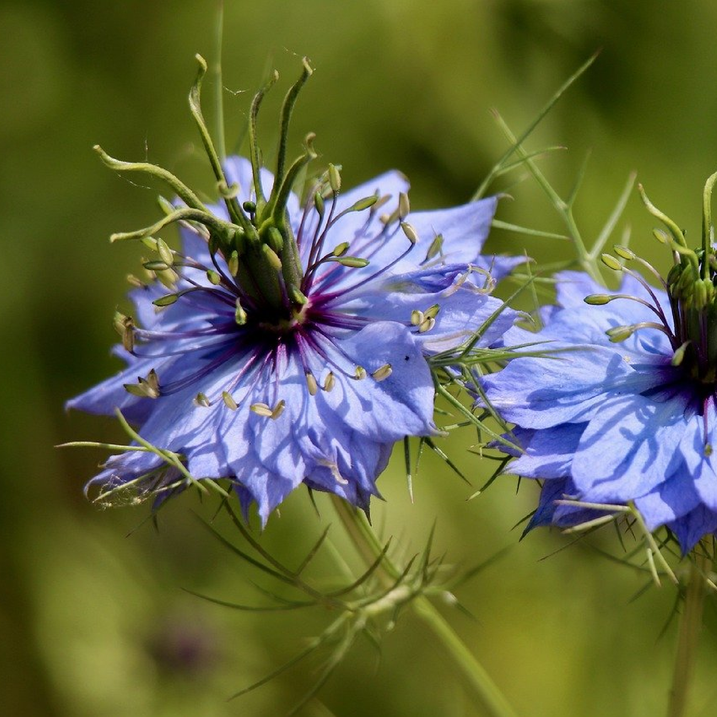 nigelle
