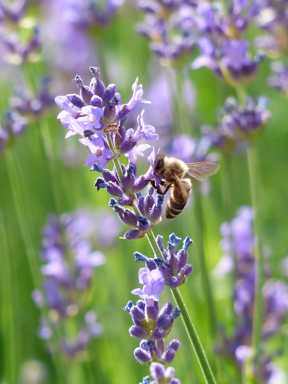 bee-167789_1280