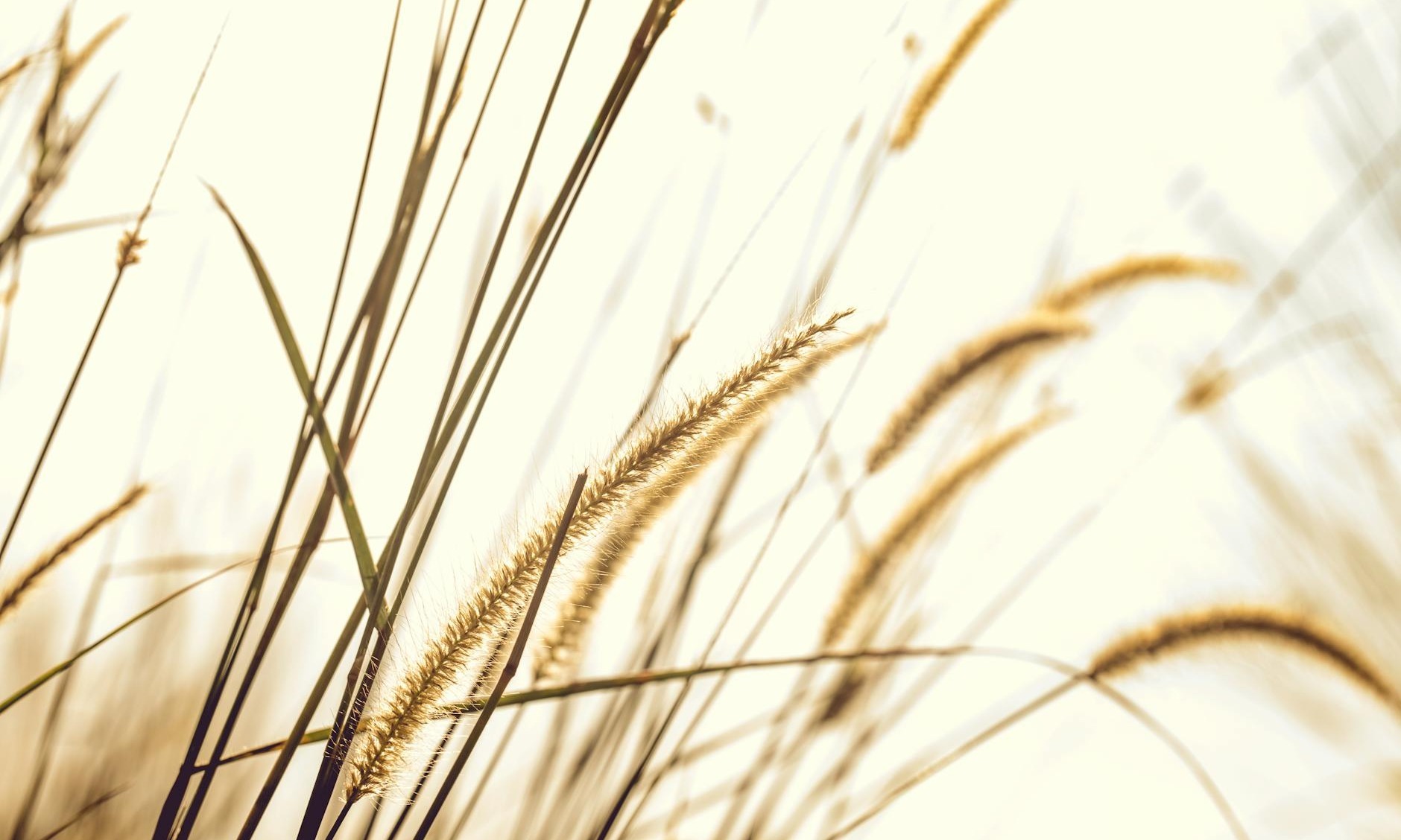 photographie de gros plan herbe fontaine brune