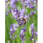 bee-167789_1280
