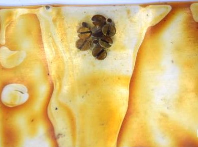 Vis de pied de hausse de carabine MAS45, MAS 45