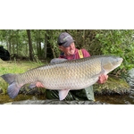Hypnotic Baits SQUID LIVER 8