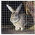 grillage-voliere-zoom