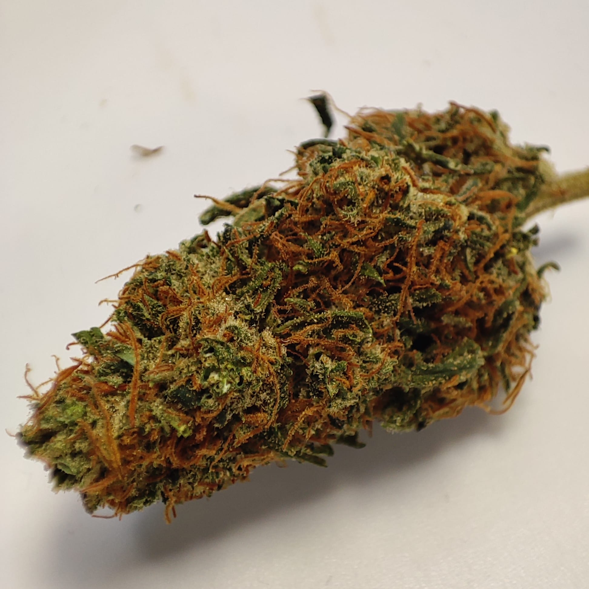TROPICAL FRUIT2