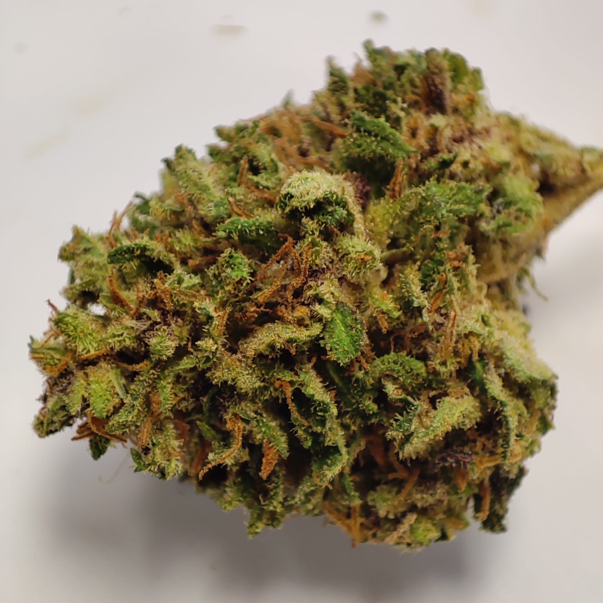 BLUE SHAOLIN 2