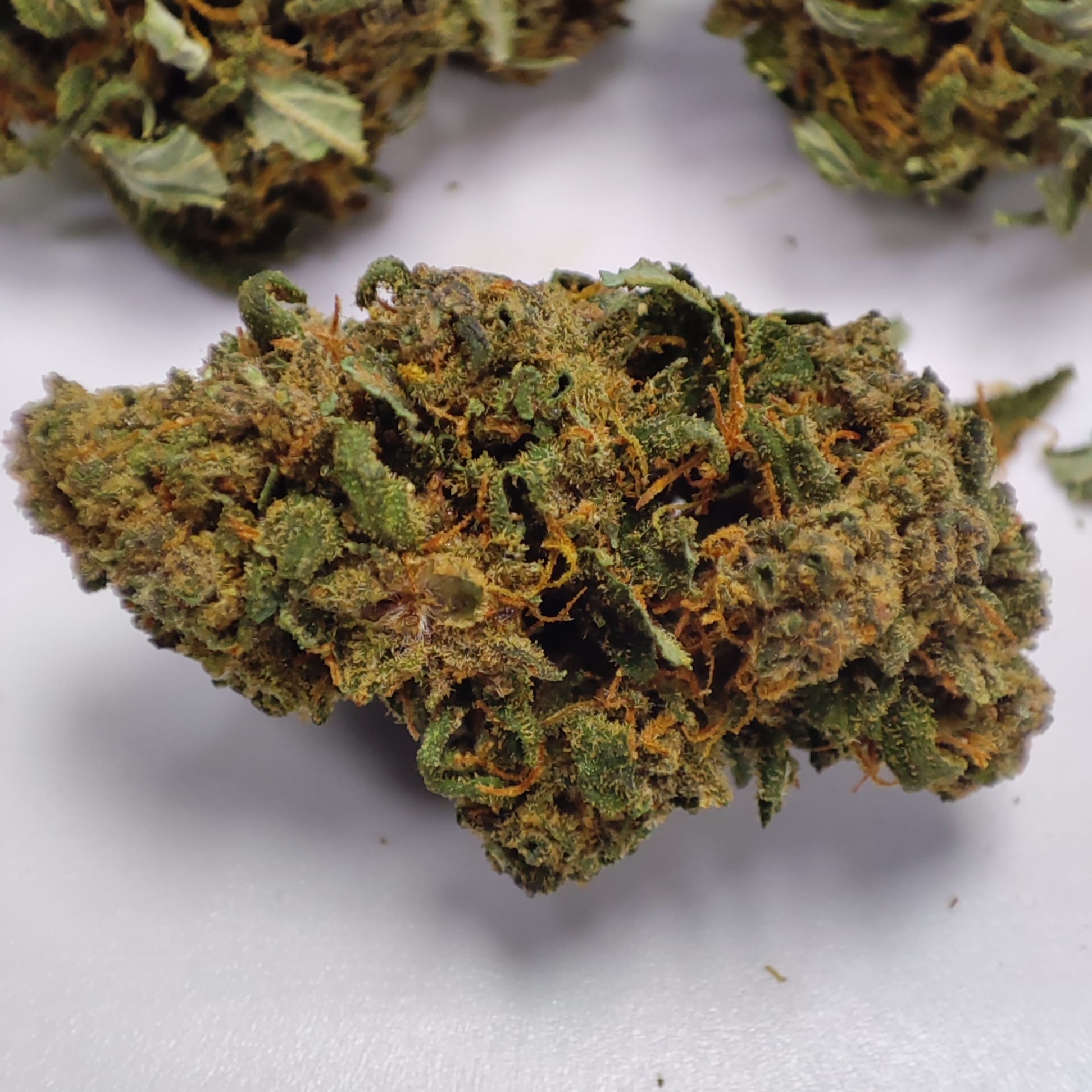 TROPICAL PUNCH SMALL 3