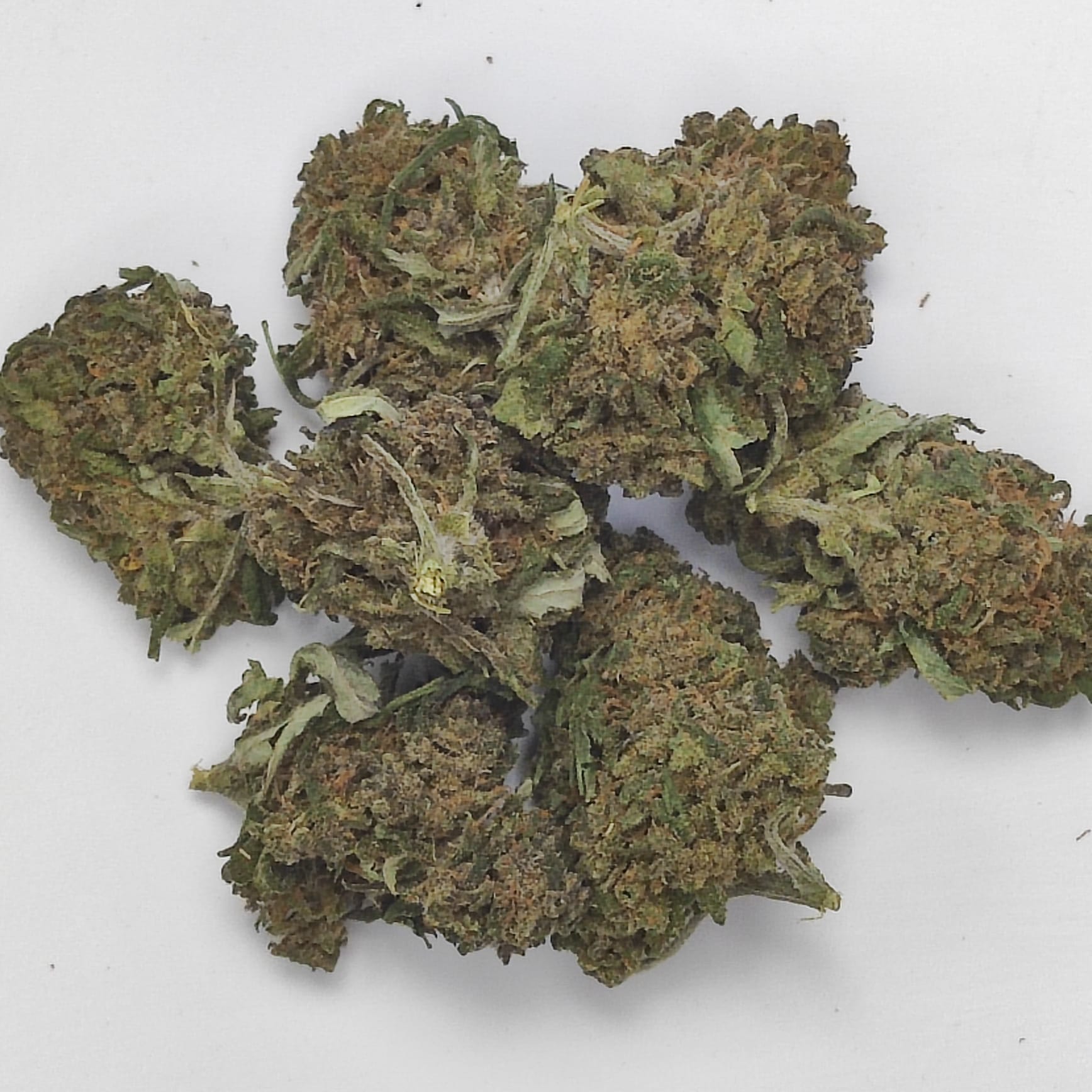TROPICAL PUNCH SMALL 1