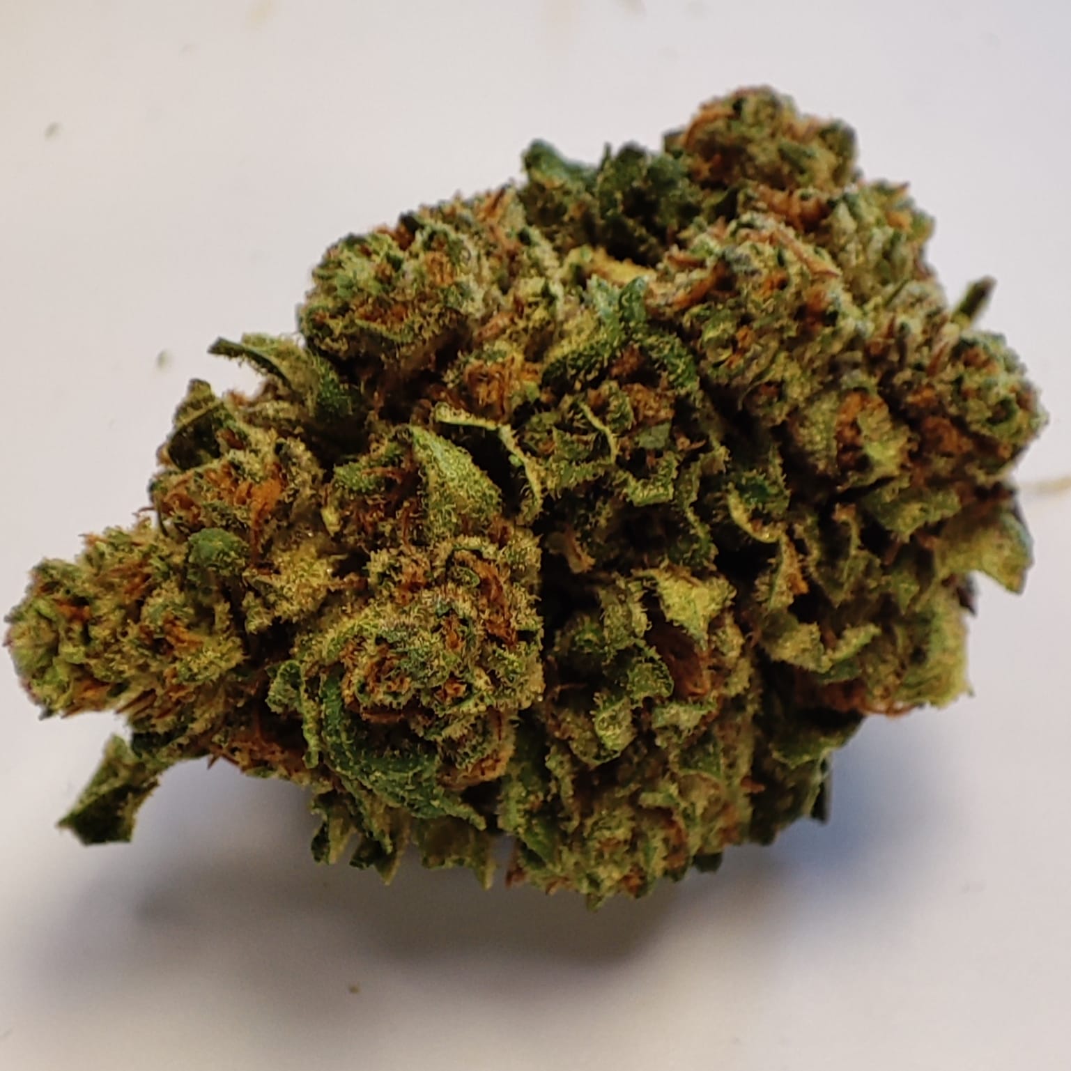 LA MIMOSA