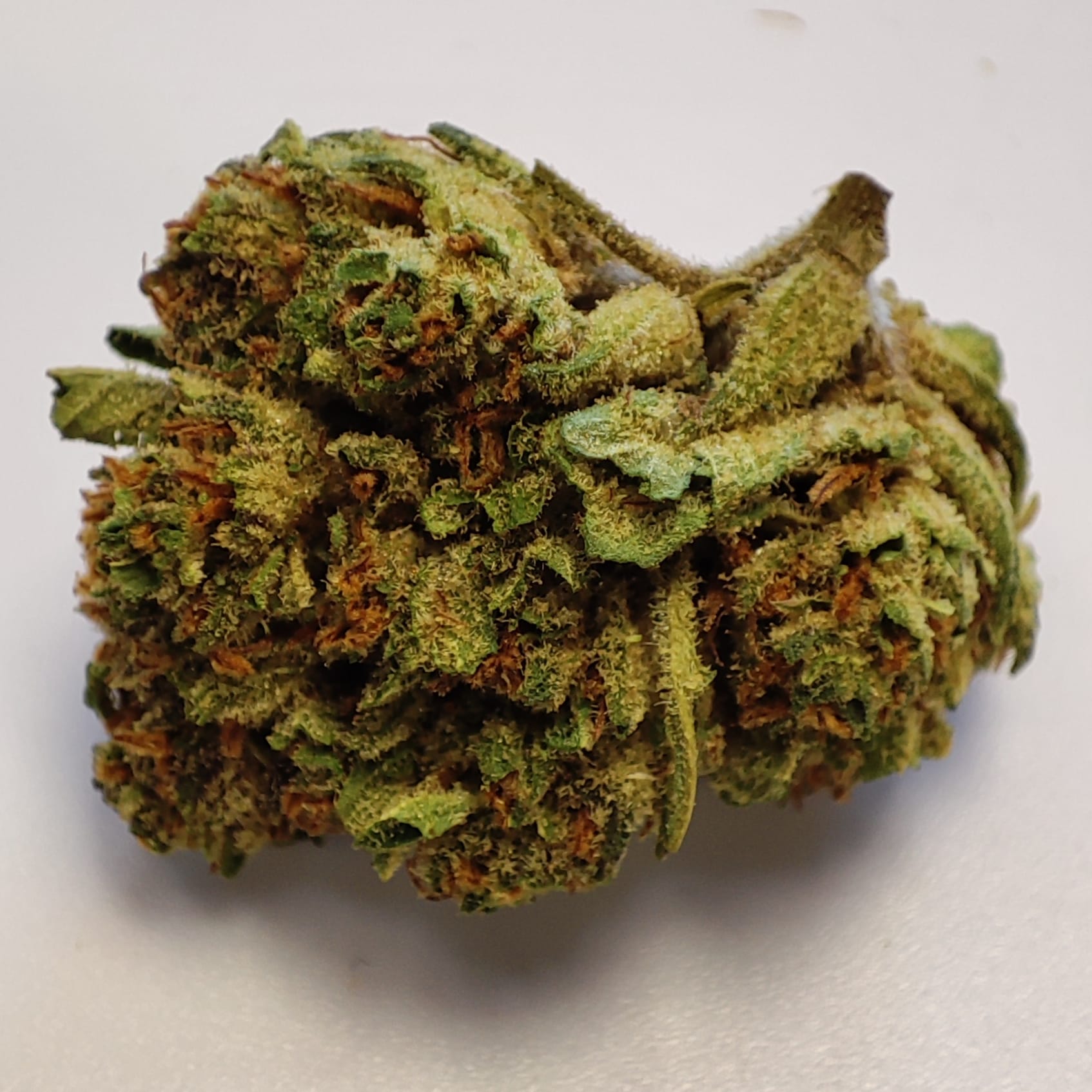 MIMOSA 3