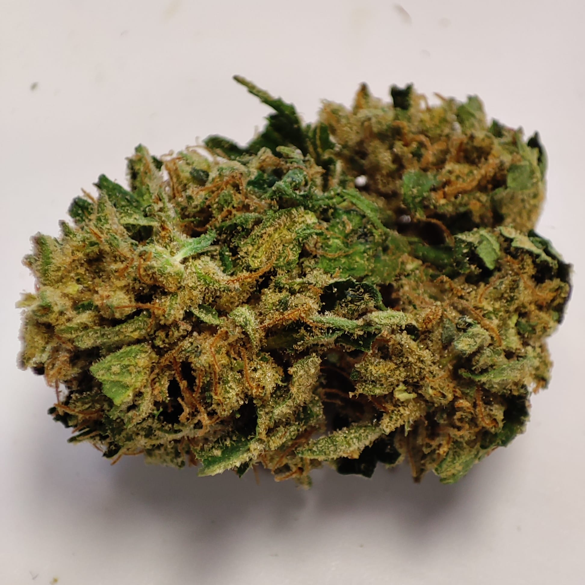 P HAZE HP 2