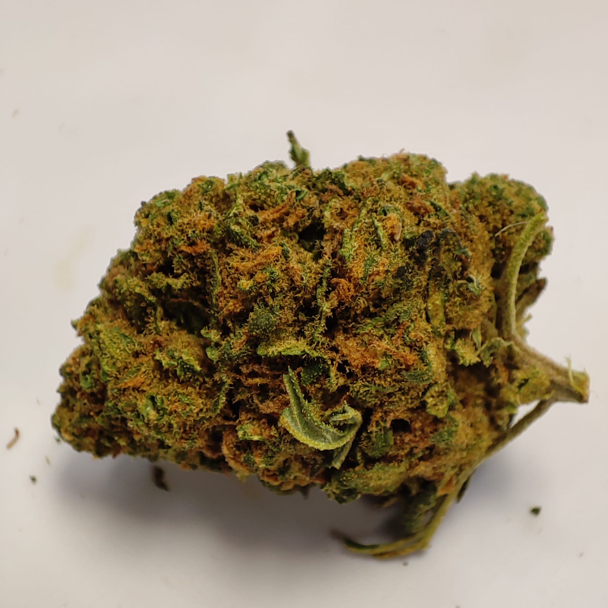 LA LEMON POP ( small bud )
