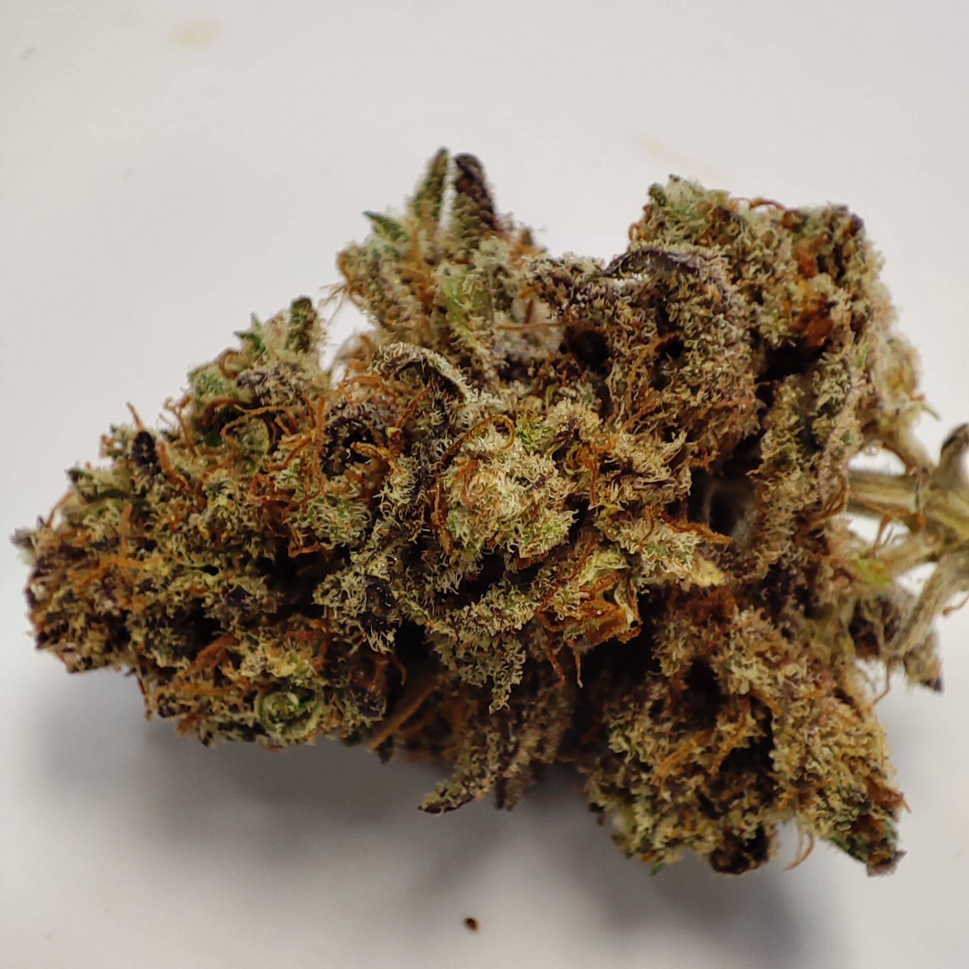 ALIEN DIESEL LTF1