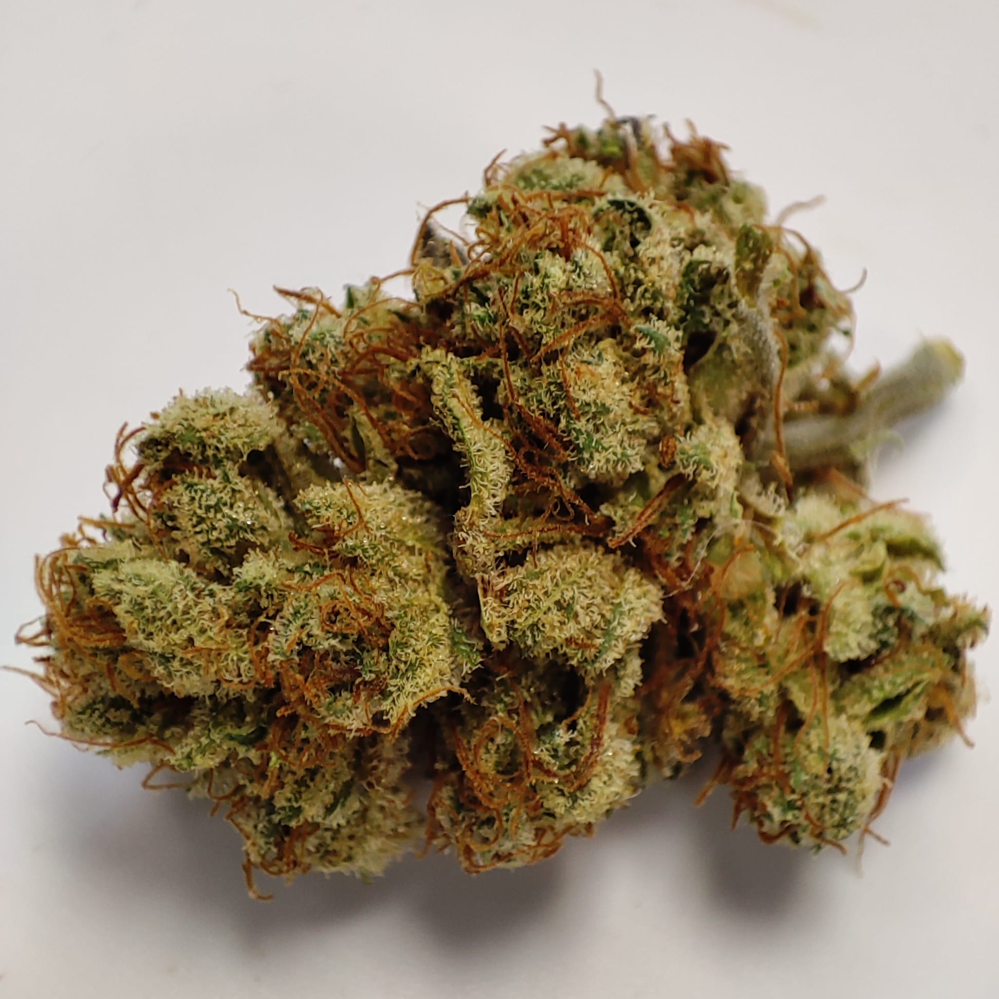 ALIEN DIESEL LTF 3