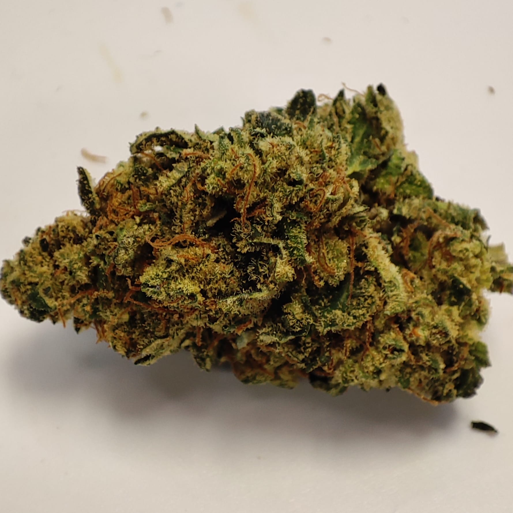 TANGIE KUSH Happy Pousse