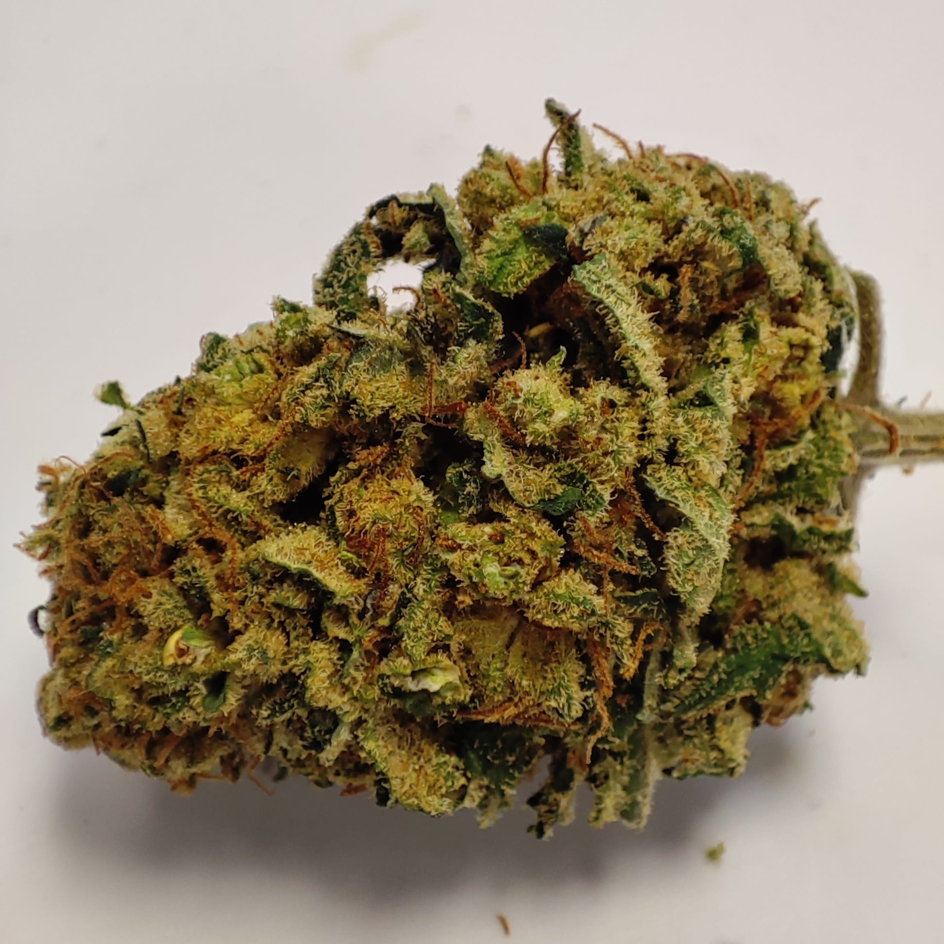 TANGIE KUSH 2