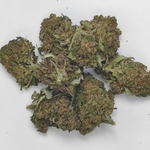 TROPICAL PUNCH SMALL 1
