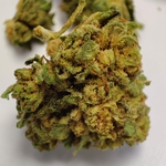 BUBBA KUSH SMALL 2