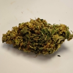 TANGIE KUSH 1