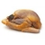 pintade-crue-small