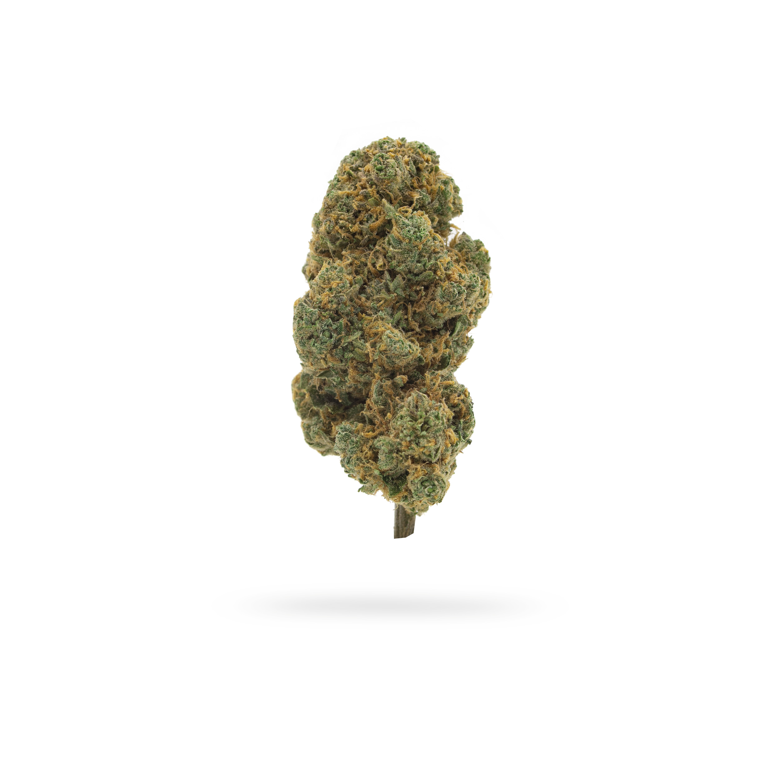 whitewidow-02