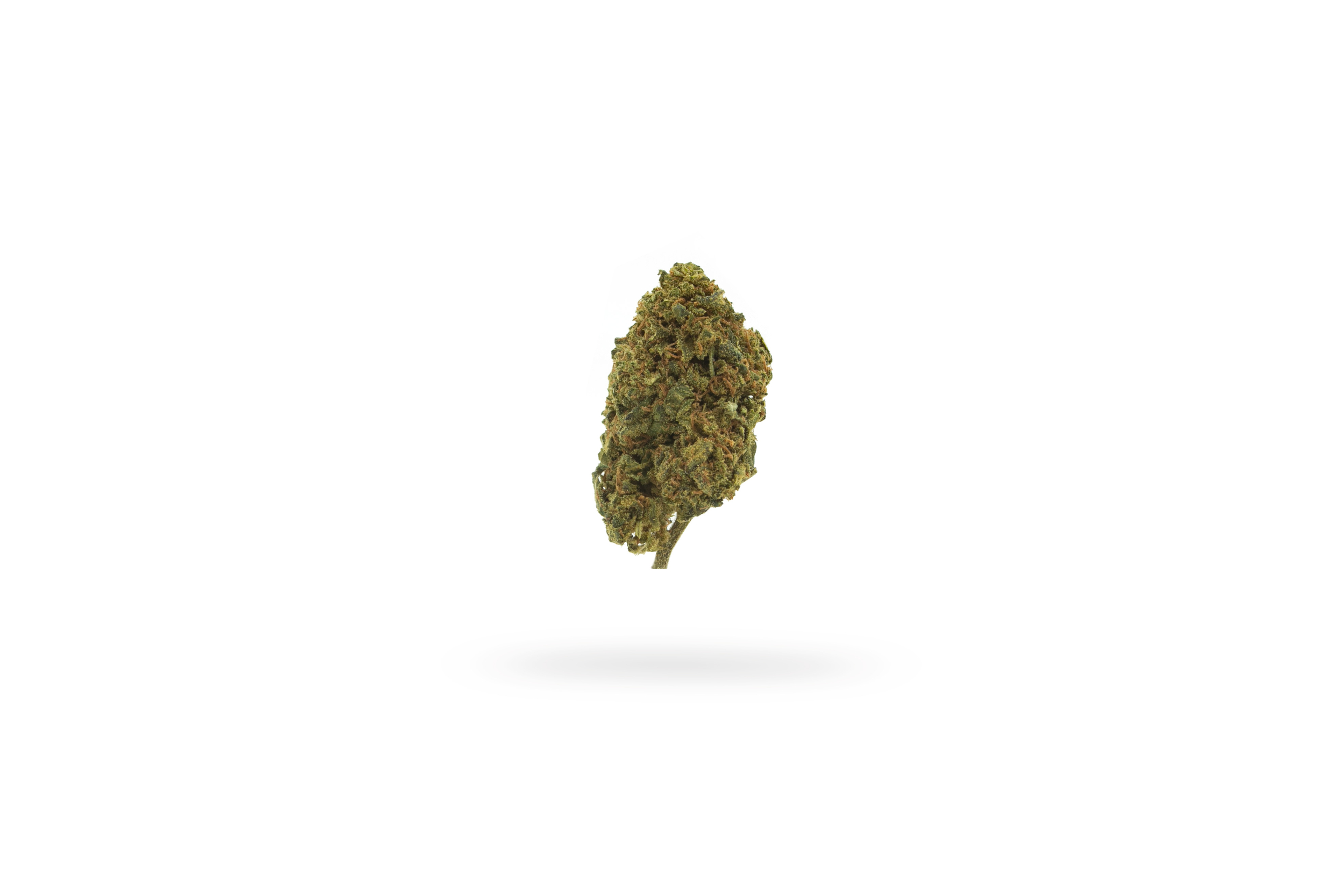 pinacolada-critical