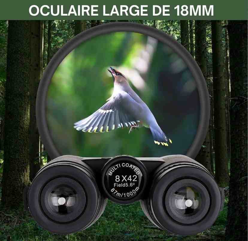 gros plan oiseau et jumelles côté lentilles dobservation