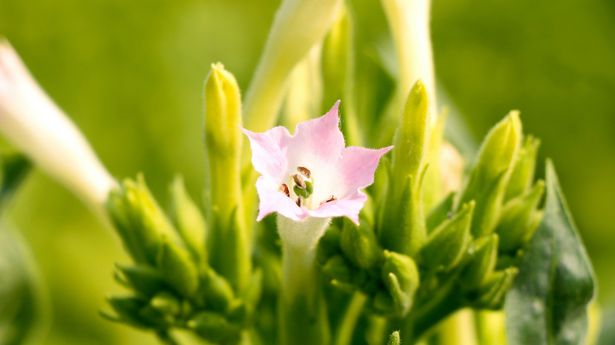 fleur tabac virginie