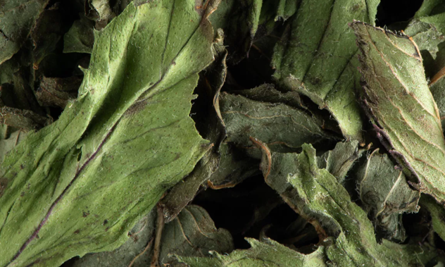 Menthe poivrée