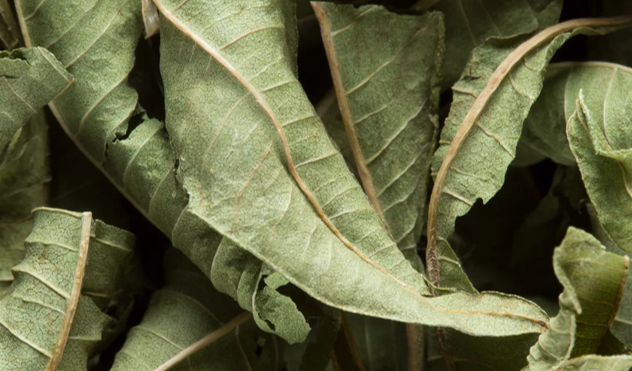 Damann infusion verveine