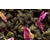 Damann oolong passion de fleurs