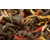 Damann pu-erh gourmand