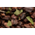 Damann cacao menthe