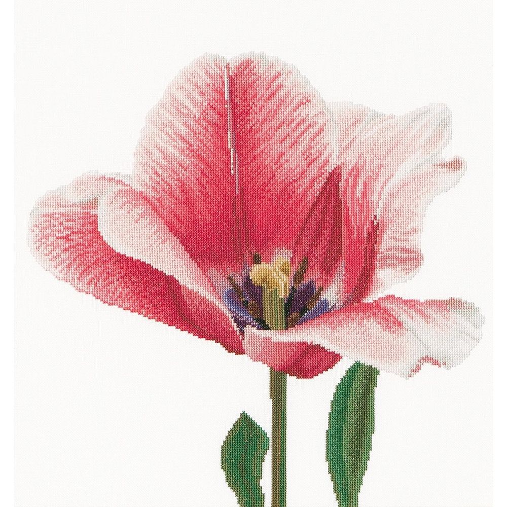 Thea Gouverneur  518  lin  Tulipe