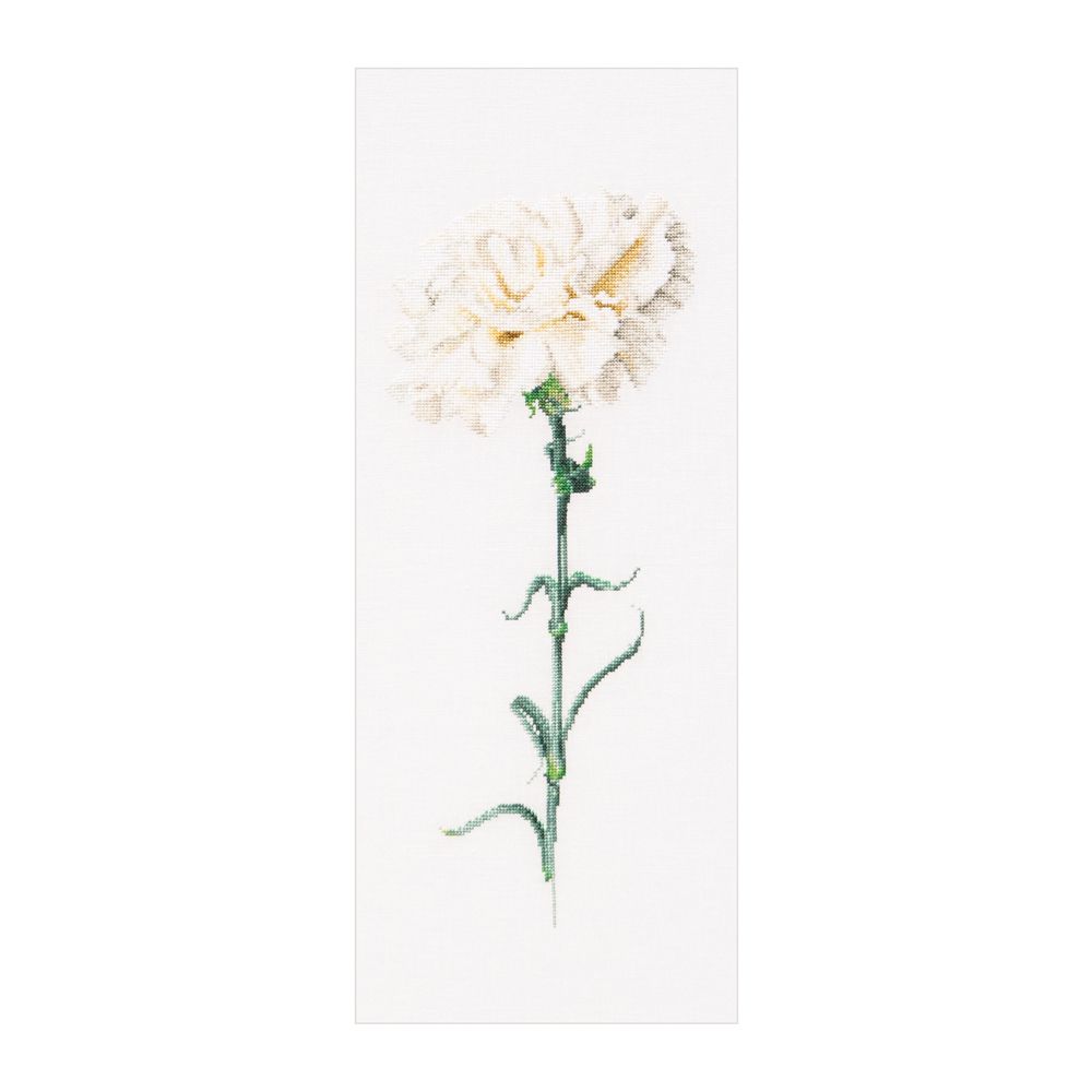Oeillet blanc  Carnation white 466 lin  Thea Gouverneur